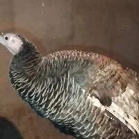 بوقلمون ماده کرچ