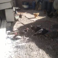 بوقلمون برنز