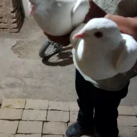 کبوتر سفید پاک