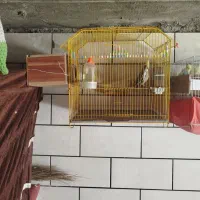 عروس هلندی فقط معاوضه باعروس هلندی یامرغ عشق گریدa