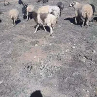 نر داشتی دوراس