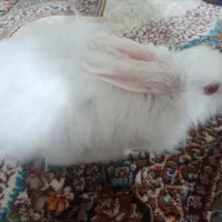 بچه خرگوش