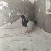 کبوتر یهودی