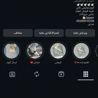 نر کرمونی(قاین)|پرنده|بیرجند, |دیوار