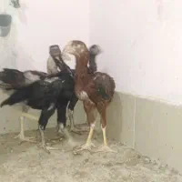 جوجه خروس لاری