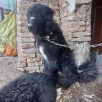 واگذاری سگ نر