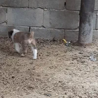 واگذاری سگ|سگ|ارسنجان, |دیوار