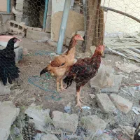 مرغ خروس|حیوانات مزرعه|ری, شهرک نظامی|دیوار