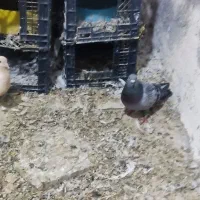 کبوتر در پرنده ها|پرنده|پلدختر, |دیوار