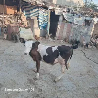 گوساله نر