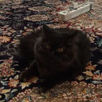 گربه پرشین|گربه|مشهد, مشکینی (شهرک غرب)|دیوار