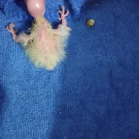 دوتاجوجه عروس هلندی 3روزه لوتینوقیمت خریدم میدم|پرنده|صائین قلعه, |دیوار