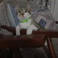 گربه تمیز و با ادب