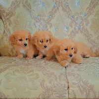 پودل پامر|سگ|رشت, دیانتی|دیوار