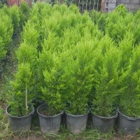 پتسپروم ولاوسون|خدمات باغبانی و درختکاری|کلاچای, |دیوار