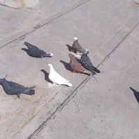 کفتر|پرنده|باسمنج, |دیوار