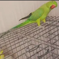 ملنگو