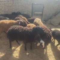 بره نر وماده|حیوانات مزرعه|پاکدشت, پاکدشت (مامازند)|دیوار