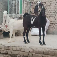 دو بز گلابی و پنجابی با دو کهره چاق کشتنی|حیوانات مزرعه|زابل, |دیوار