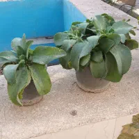 انواع گلهای طبیعی|گل و گیاه طبیعی|ورامین, ورامین|دیوار