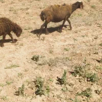 میش وبره|حیوانات مزرعه|همدان, |دیوار
