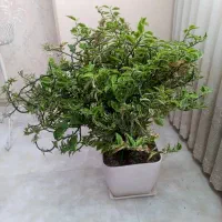 گلدان بزرگ پدیلانتوس عروس شیطان