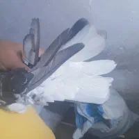 یک جفت کبوتر ماده زور دار|پرنده|ایوان, |دیوار