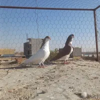 کبوتر کفتر خوشرنگ سرخ وشسطی زرد