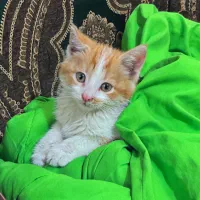 واگذاری بچه گربه نارنجی|گربه|اصفهان, کشاورزی|دیوار