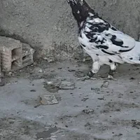 سرور.هفترنگ . آلمانی .سبز .پولکی