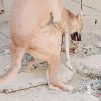 سگ لوتی ماده ۶ ماه|سگ|اهواز, غیزانیه|دیوار