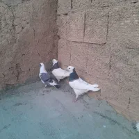 دوتا قوق نرو ماده یه صده امری با 4تا پرشی|پرنده|اسفراین, |دیوار