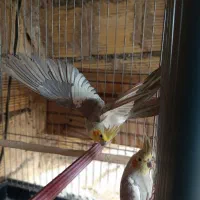 طوطی عروس مولد|پرنده|محمدشهر, ولدآباد|دیوار