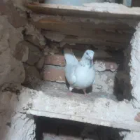 کبوتر|پرنده|اردبیل, |دیوار