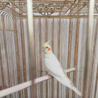 عروس هلندی لوتینو