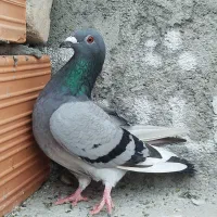 کفتر دورگ