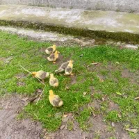 جوجه غاز|حیوانات مزرعه|رشت, حومه رشت|دیوار