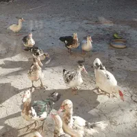 اردک|حیوانات مزرعه|میانه, |دیوار