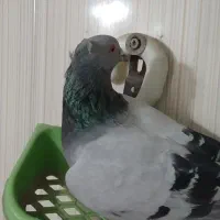 سبز نر کلاهی رسم