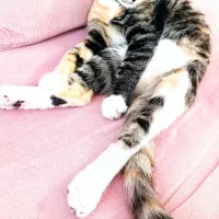 گربه ماده ۸ماهه .اسم میشا|گربه|چناران, |دیوار