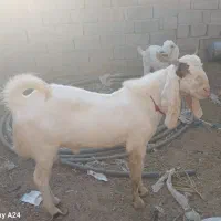 کهره چپش پرواری