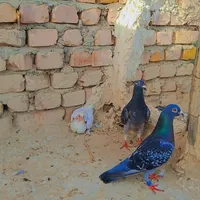 کبوتر پلاکی مسافتی|پرنده|سراوان, |دیوار
