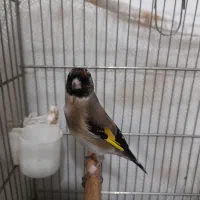 سهره نشوندار ...