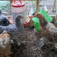 جوجه برهما نژاد اصیل