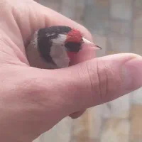 سهره|حیوانات|قروه, |دیوار