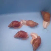 حلزون