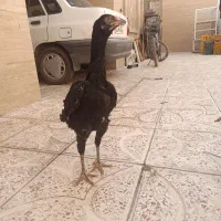 مرغ و خروس لاری افغان|حیوانات مزرعه|قرچک, داوود آباد|دیوار