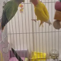 طوطی برزیلی