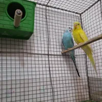 مرغ عشق خوش رنگ و خوش ذات و خوش قیمت|پرنده|فسا, |دیوار