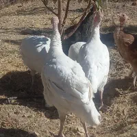 فروش بوقلمون گوشتی